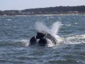 Al encuentro de la Ballena Franca Austral Imagen 4